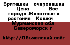 Бриташки - очаровашки.  › Цена ­ 3 000 - Все города Животные и растения » Кошки   . Мурманская обл.,Североморск г.